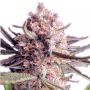 Jack Herer Blueberry Fem Outlet Cannabis Seeds