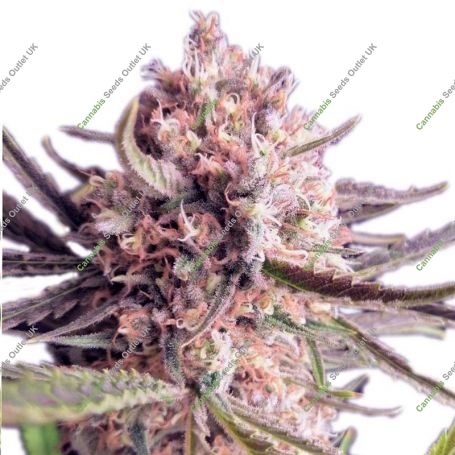 Jack Herer Blueberry Feminized Marijuana Strain by Our Own Weed Breeders For Sale Online at Cannabis Seeds Outlet