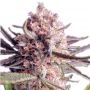 Jack Herer Blueberry Feminized Marijuana Strain by Our Own Weed Breeders For Sale Online at Cannabis Seeds Outlet