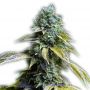 LA Confidential Female Outlet Cannabis Seeds
