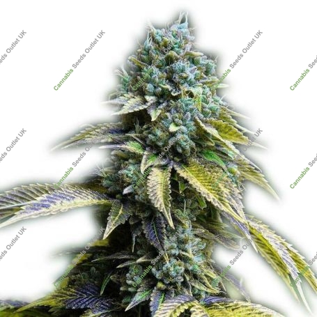 LA Confidential Feminized Marijuana Strain by Our Own Weed Breeders For Sale Online at Cannabis Seeds Outlet