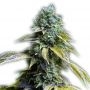 LA Confidential Feminized Marijuana Strain by Our Own Weed Breeders For Sale Online at Cannabis Seeds Outlet
