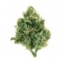 Cannabis Seeds Outlet Weed Strain LA Confidential Feminized Marijuana Seeds Original Collector Souvenir Authentic Packaging Pack