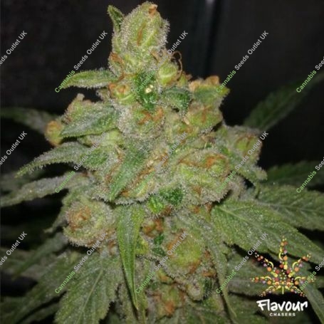 Grease Monkey Feminized Marijuana Strain by Flavour Chasers For Sale Online at Cannabis Seeds Outlet