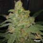 Grease Monkey Feminized Marijuana Strain by Flavour Chasers For Sale Online at Cannabis Seeds Outlet