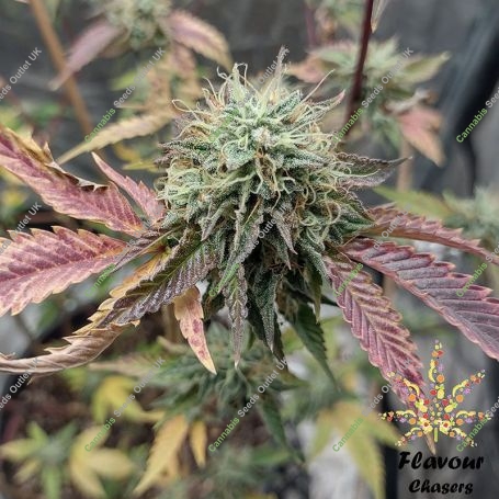 Ice Cream Cake Feminized Marijuana Strain by Flavour Chasers For Sale Online at Cannabis Seeds Outlet