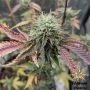 Ice Cream Cake Feminized Marijuana Strain by Flavour Chasers For Sale Online at Cannabis Seeds Outlet