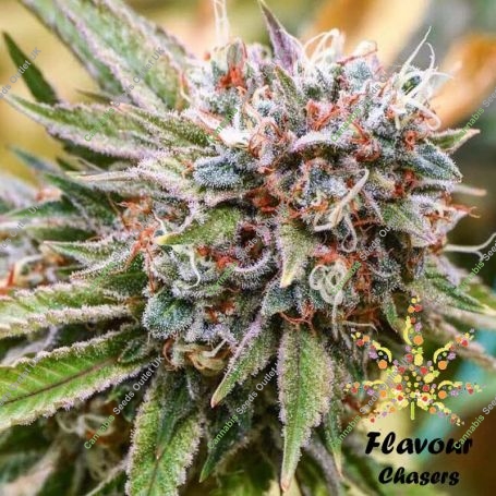 Goji OG Feminized Marijuana Strain by Flavour Chasers For Sale Online at Cannabis Seeds Outlet