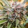 Goji OG Feminized Marijuana Strain by Flavour Chasers For Sale Online at Cannabis Seeds Outlet