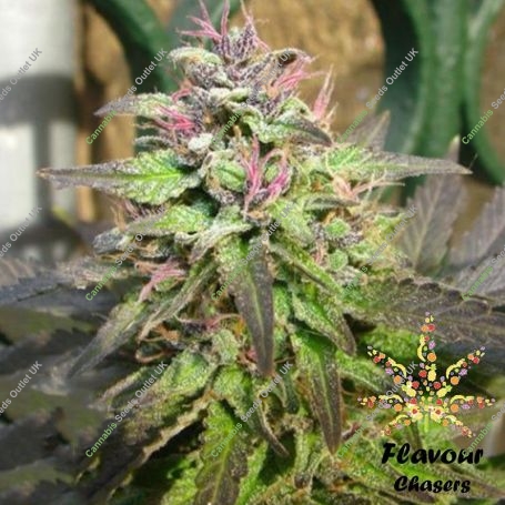 Pink Runtz Feminized Marijuana Strain by Flavour Chasers For Sale Online at Cannabis Seeds Outlet