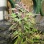 Pink Runtz Feminized Marijuana Strain by Flavour Chasers For Sale Online at Cannabis Seeds Outlet