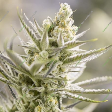 Forbidden Runtz XL Auto Feminized Marijuana Strain by Growers Choice For Sale Online at Cannabis Seeds Outlet