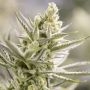 Forbidden Runtz XL Auto Feminized Marijuana Strain by Growers Choice For Sale Online at Cannabis Seeds Outlet