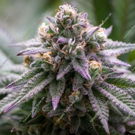 Ultra Violet GMO Fast V Feminized Marijuana Strain by Growers Choice For Sale Online at Cannabis Seeds Outlet