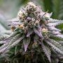 Ultra Violet GMO Fast V Feminized Marijuana Strain by Growers Choice For Sale Online at Cannabis Seeds Outlet