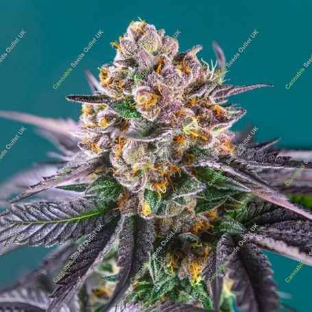 Red Banana Berry XL Auto Marijuana Strain by Growers Choice For Sale Online at Cannabis Seeds Outlet