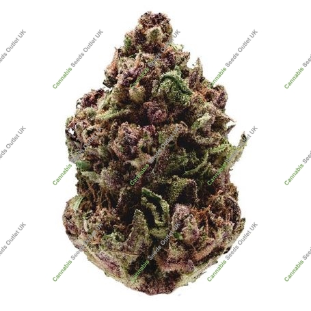 Pink Magic Fast V Feminized Marijuana Strain by Growers Choice For Sale Online at Cannabis Seeds Outlet