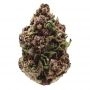 Pink Magic Fast V Feminized Marijuana Strain by Growers Choice For Sale Online at Cannabis Seeds Outlet