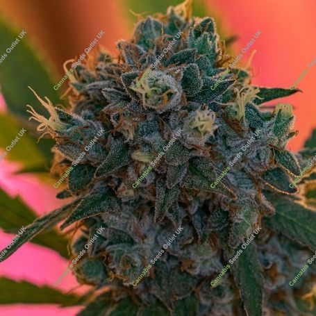 Naranja Biscotti Fast V Feminized Marijuana Strain by Growers Choice For Sale Online at Cannabis Seeds Outlet
