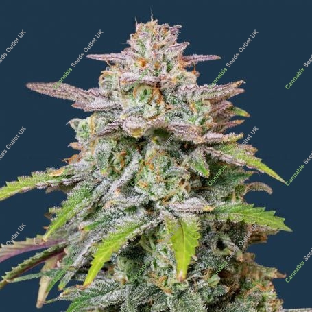 Forbidden Runtz Feminized Marijuana Strain by Growers Choice For Sale Online at Cannabis Seeds Outlet
