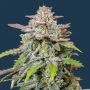 Forbidden Runtz Feminized Marijuana Strain by Growers Choice For Sale Online at Cannabis Seeds Outlet