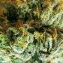 Cannabis Seeds Outlet LA Confidential Smoke Buds Weed Ganja Skunk Dope Pot Images Pics Nuggets
