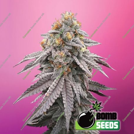 Runtz Bomb Feminized Marijuana Strain by Bomb Seeds For Sale Online at Cannabis Seeds Outlet