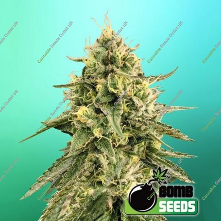 Monkey Bomb Feminized Marijuana Strain by Bomb Seeds For Sale Online at Cannabis Seeds Outlet