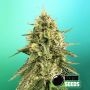 Monkey Bomb Feminized Marijuana Strain by Bomb Seeds For Sale Online at Cannabis Seeds Outlet