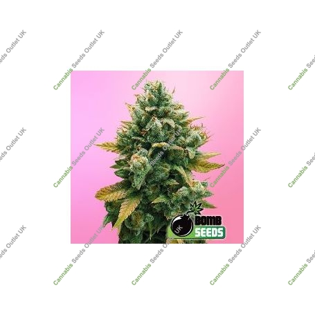 Godfather Bomb Feminized Marijuana Strain by Bomb Seeds For Sale Online at Cannabis Seeds Outlet