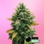 Godfather Bomb Feminized Marijuana Strain by Bomb Seeds For Sale Online at Cannabis Seeds Outlet