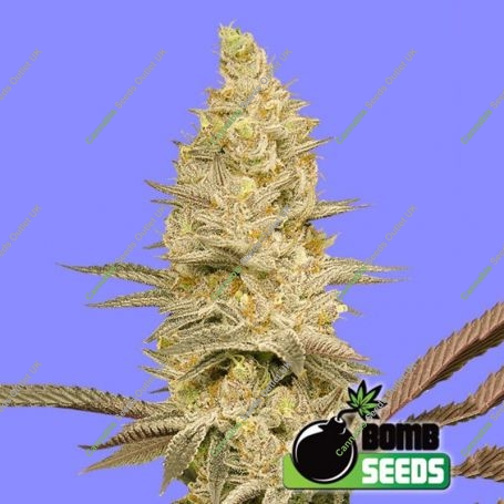 Glookie Bomb Feminized Marijuana Strain by Bomb Seeds For Sale Online at Cannabis Seeds Outlet
