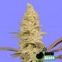 Glookie Bomb Feminized Marijuana Strain by Bomb Seeds For Sale Online at Cannabis Seeds Outlet