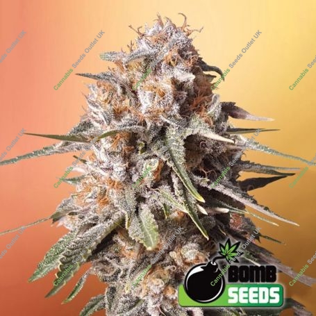 Baked Bomb Auto Feminized Marijuana Strain by Bomb Seeds For Sale Online at Cannabis Seeds Outlet