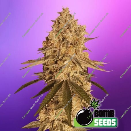 Baked Bomb Feminized Marijuana Strain by Bomb Seeds For Sale Online at Cannabis Seeds Outlet