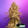 Baked Bomb Feminized Marijuana Strain by Bomb Seeds For Sale Online at Cannabis Seeds Outlet