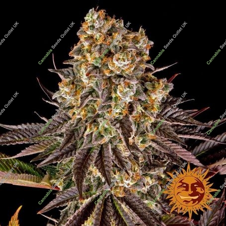 Gelato 45 Feminized Marijuana Strain by Barneys Farm For Sale Online at Cannabis Seeds Outlet