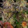 Barneys Farm Gelato 45 Smoke Buds Weed Ganja Skunk Dope Pot Images Pics Nuggets