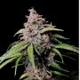 Amnesia Zkittles Auto Feminized Marijuana Strain by Fast Buds For Sale Online at Cannabis Seeds Outlet