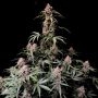Fast Buds Amnesia Zkittles Auto Smoke Buds Weed Ganja Skunk Dope Pot Images Pics Nuggets