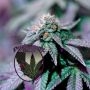 Mjolnir Runtz Cake Auto Feminized Marijuana Strain by Purple Caper For Sale Online at Cannabis Seeds Outlet