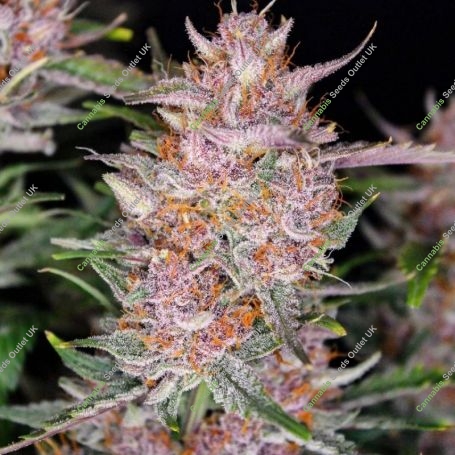 Gorilla Punch Auto Feminized Marijuana Strain by Fast Buds For Sale Online at Cannabis Seeds Outlet