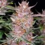Gorilla Punch Auto Feminized Marijuana Strain by Fast Buds For Sale Online at Cannabis Seeds Outlet