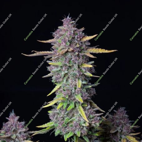 Banana Purple Punch Auto Feminized Marijuana Strain by Fast Buds For Sale Online at Cannabis Seeds Outlet
