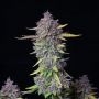 Banana Purple Punch Auto Feminized Marijuana Strain by Fast Buds For Sale Online at Cannabis Seeds Outlet