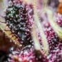 Fast Buds Banana Purple Punch Auto Smoke Buds Weed Ganja Skunk Dope Pot Images Pics Nuggets