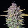 Banana Purple Punch Auto Feminized by Fast Buds THC Content Potency Strength CBD Height Yield Flowering Time Indica Sativa Genet