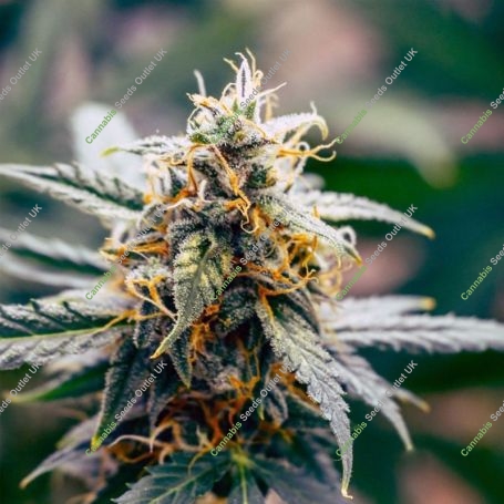 Harlequeen THC Free Feminized Marijuana Strain by World of Seeds For Sale Online at Cannabis Seeds Outlet