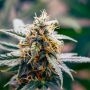 Harlequeen THC Free Feminized Marijuana Strain by World of Seeds For Sale Online at Cannabis Seeds Outlet