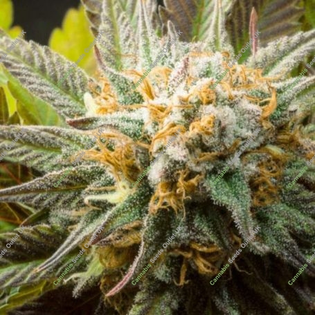 green mango kush CBD Feminized Marijuana Strain by Sumo Seeds For Sale Online at Cannabis Seeds Outlet